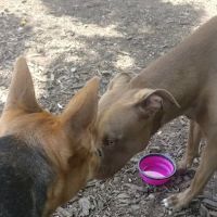 Dog Park ico