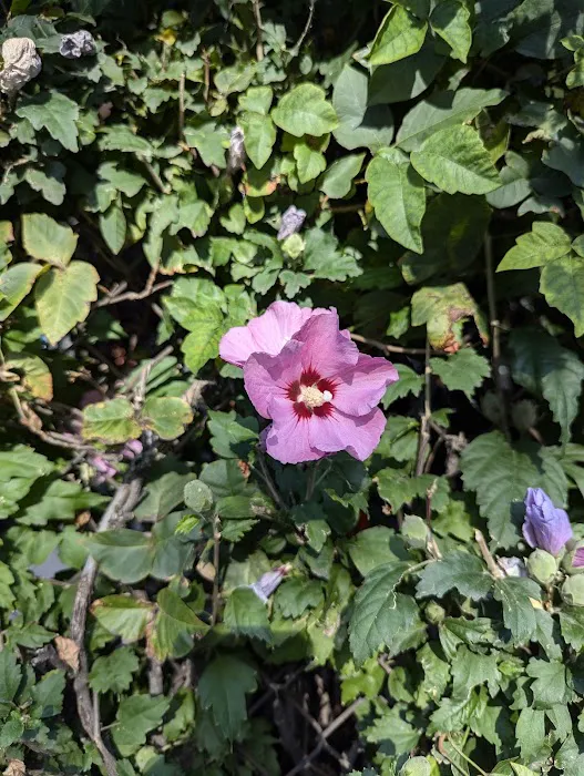 Bette's Rose Garden Picture 10