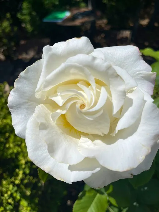 Bette's Rose Garden Picture 7