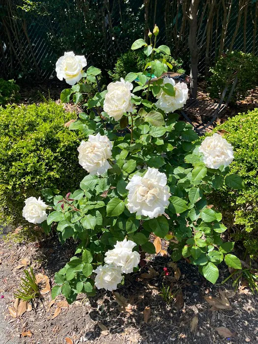 Bette's Rose Garden Picture 9