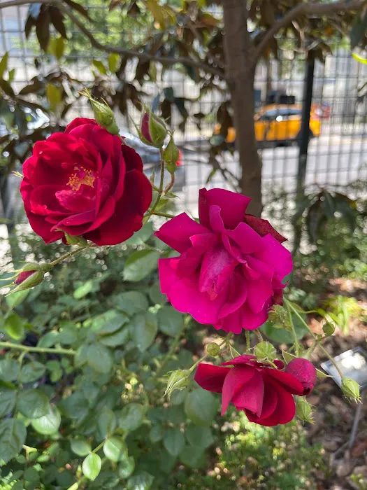 Bette's Rose Garden Picture 6