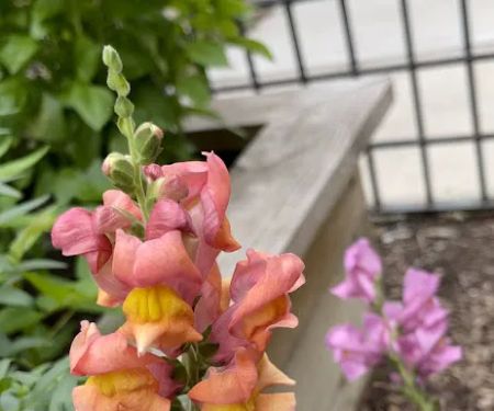 Bette's Rose Garden