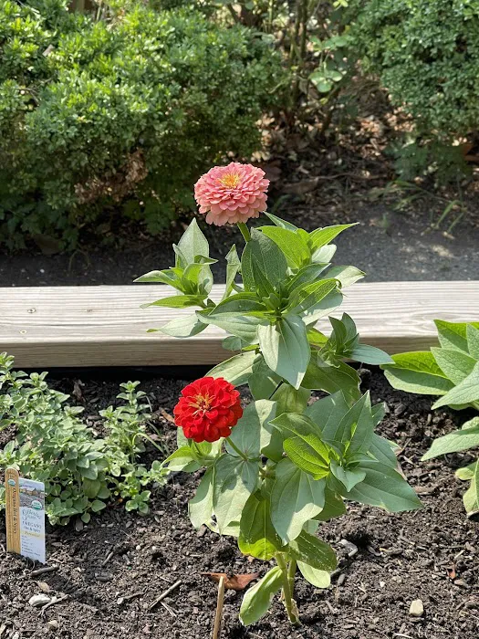 Bette's Rose Garden Picture 3