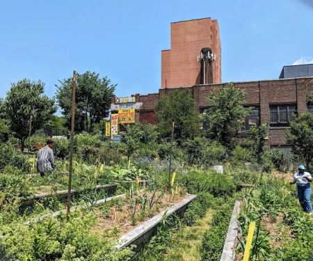 New Roots Community Farm