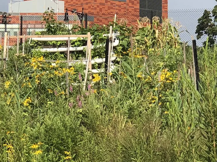 New Roots Community Farm Picture 7
