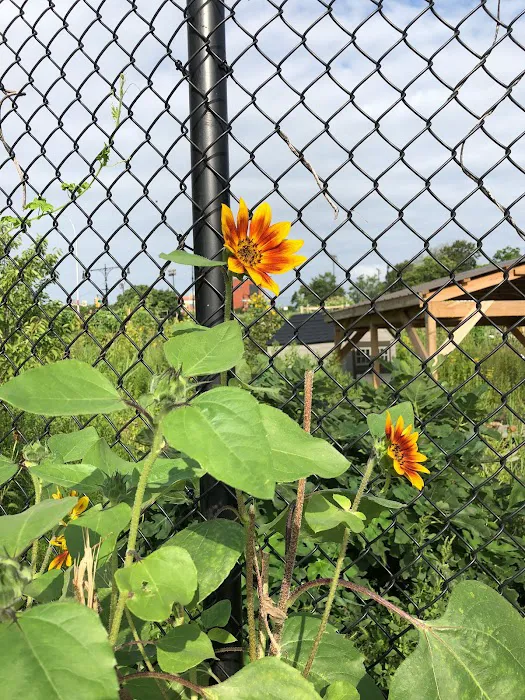 New Roots Community Farm Picture 9