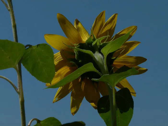 Floyd Bennett Garden Assoc. (Private) Picture 4