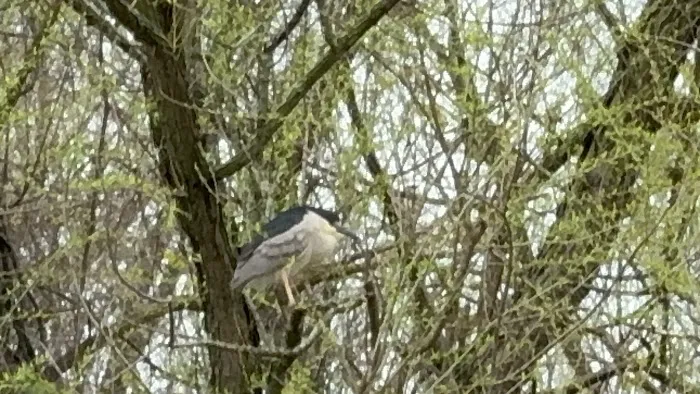 Jean Bourque Marsh Lookout Picture 1