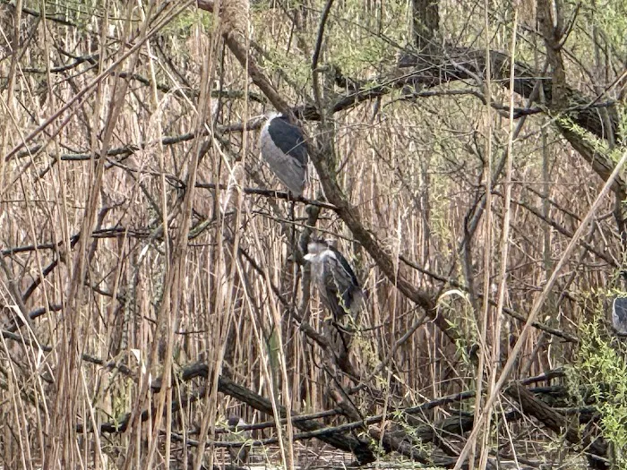 Jean Bourque Marsh Lookout Picture 7