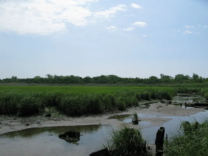 Four Sparrow Marsh Picture 7