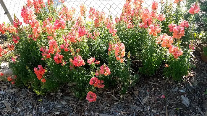 Poppa & Momma Jones Historic Community Garden Picture 5