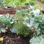 Abib Newborn Garden