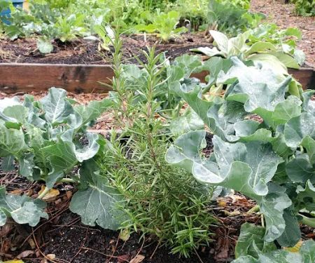 Abib Newborn Garden