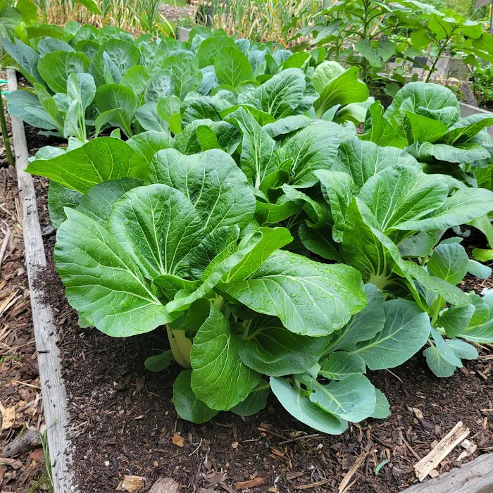 Abib Newborn Garden Picture 6