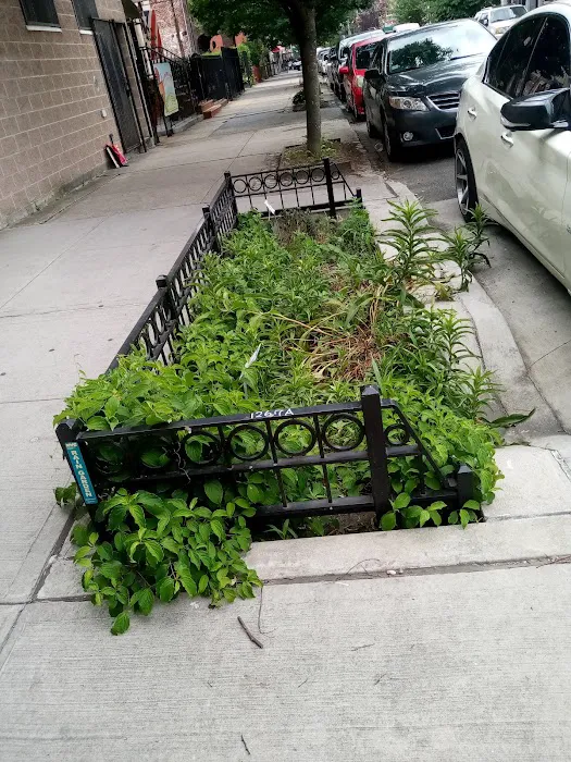 East End Community Garden Picture 5