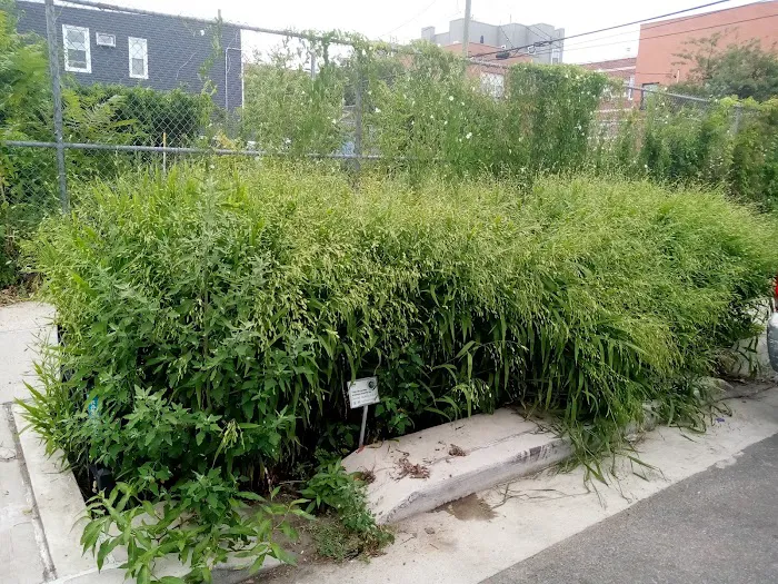 East End Community Garden Picture 4