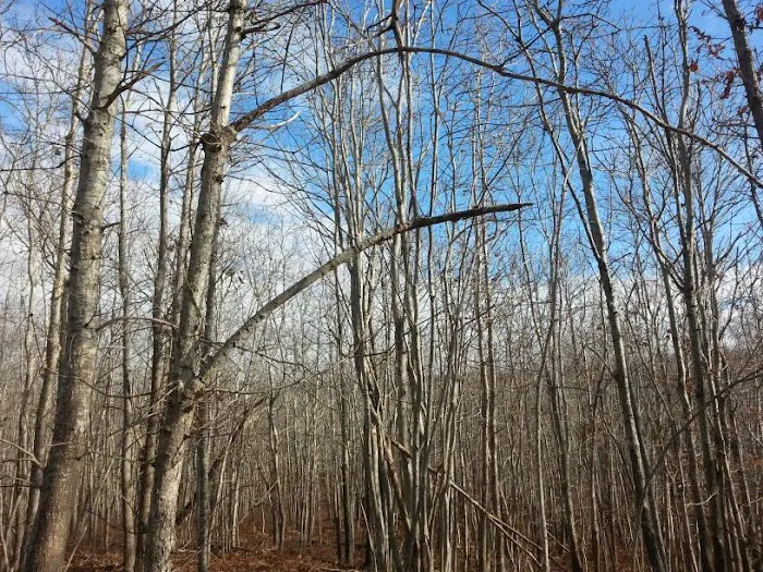 Hither Woods Preserve Picture 5
