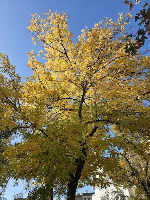 Irving Square Park Picture 7