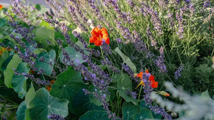 Pioneer Flora Picture 1