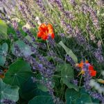 Pioneer Flora