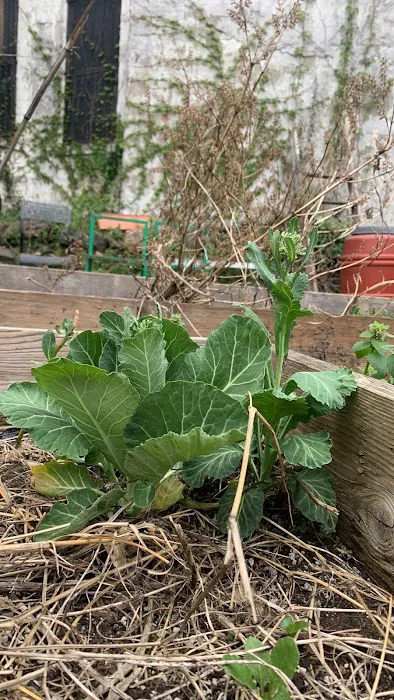 Betty's Community Garden at Hull Street Picture 3