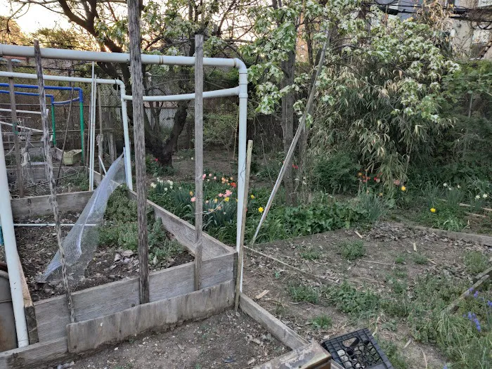 Betty's Community Garden at Hull Street Picture 1