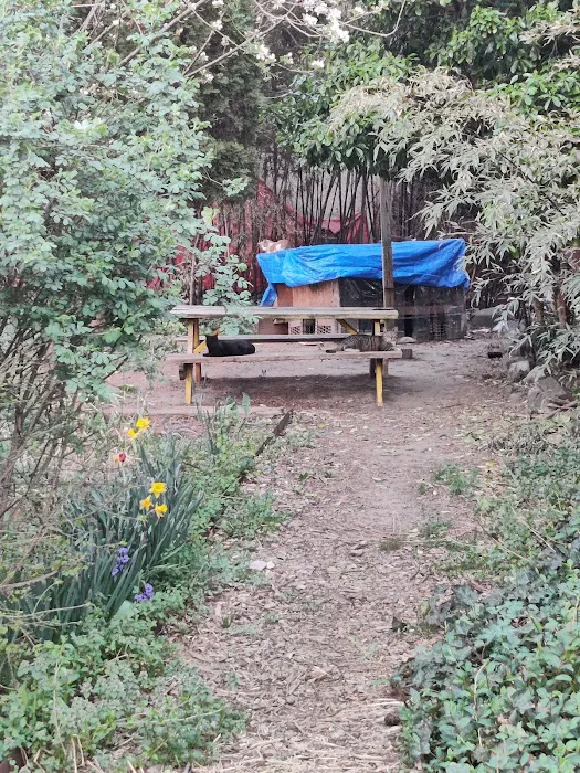 Betty's Community Garden at Hull Street Picture 2
