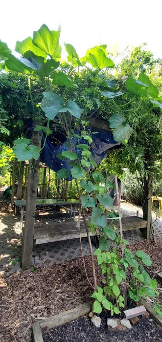 Cooper Street Community Garden Picture 6