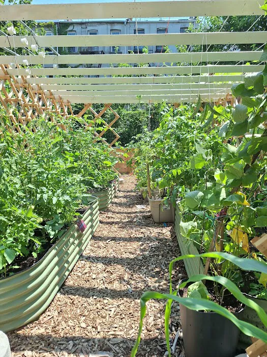 Cooper Street Community Garden Picture 8