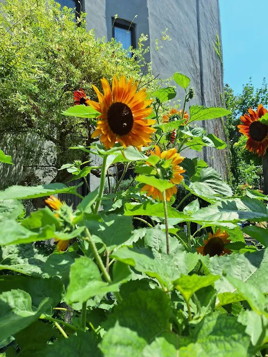 Cooper Street Community Garden Picture 3