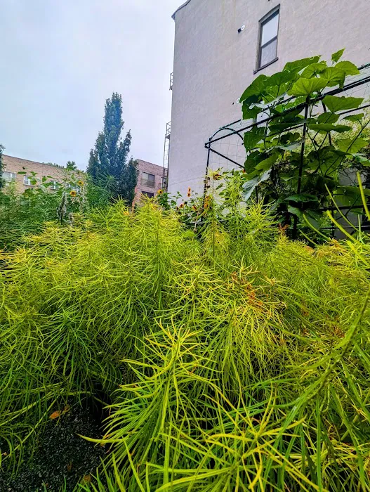Cooper Street Community Garden Picture 10
