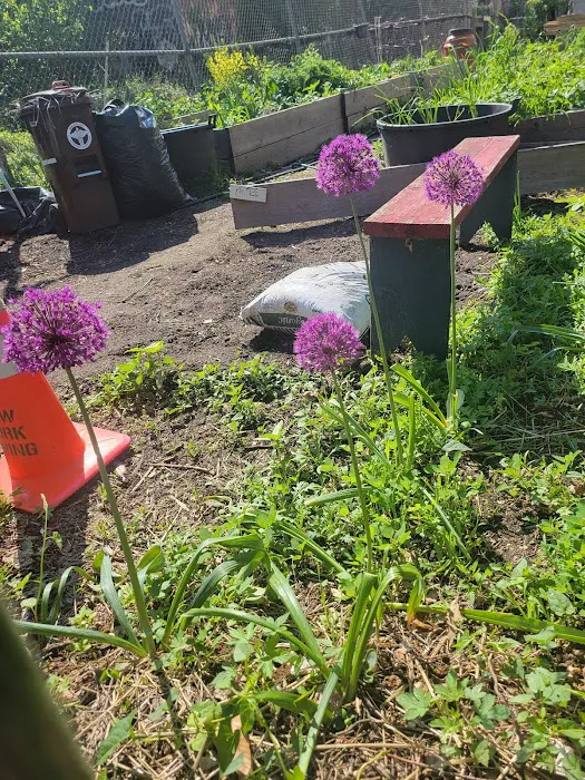 Moffat Street Community Garden Picture 1
