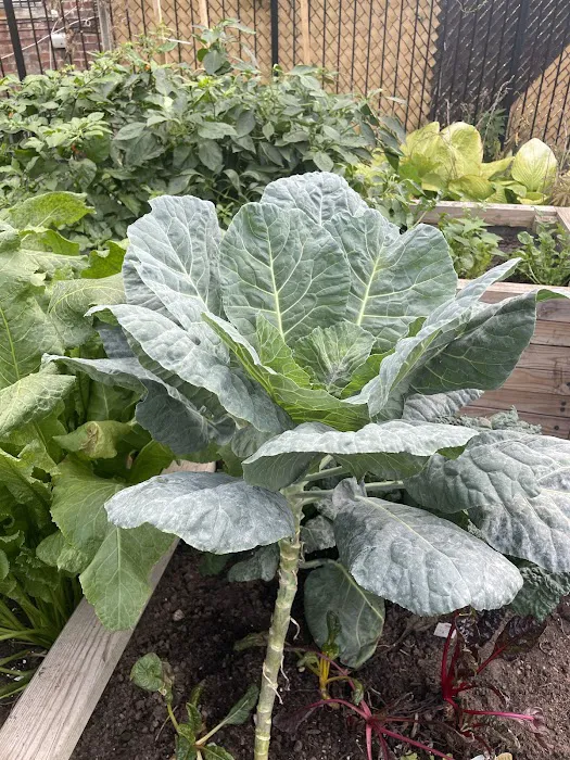 Williams Avenue Community Garden Picture 7
