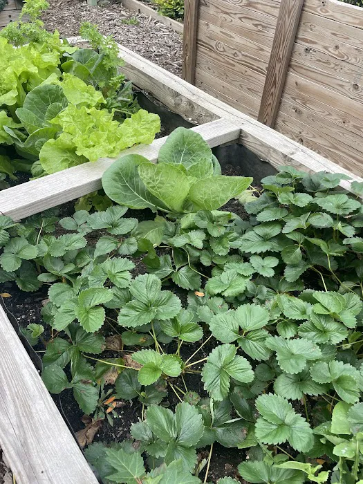 Williams Avenue Community Garden Picture 3
