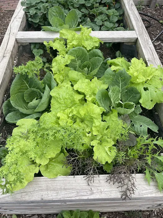 Williams Avenue Community Garden Picture 4