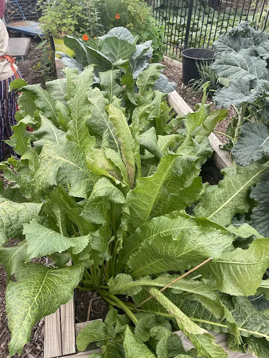 Williams Avenue Community Garden Picture 5