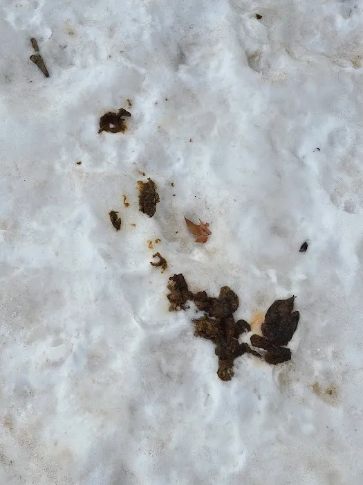 JH Crew Dog Park (Member Only) Picture 4