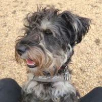 JH Crew Dog Park (Member Only) ico