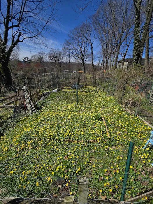 Community Gardens - Zinsser Park Picture 6