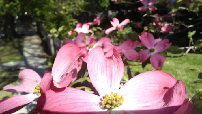 Community Gardens - Zinsser Park Picture 1