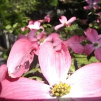 Community Gardens - Zinsser Park ico