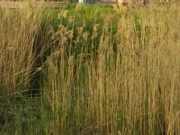 Muscota Marsh Picture 2