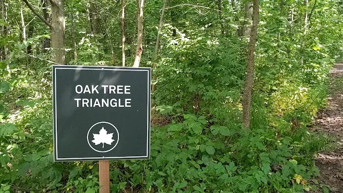 Oak Tree Triangle Picture 6