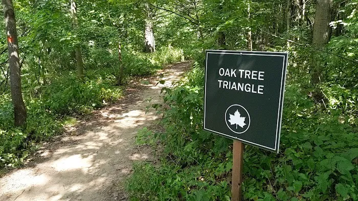 Oak Tree Triangle Picture 5