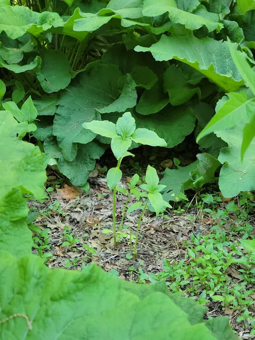 Isham Park Monarch Waystation and Pollinator Garden Picture 1