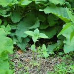Isham Park Monarch Waystation and Pollinator Garden