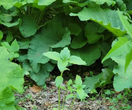 Isham Park Monarch Waystation and Pollinator Garden