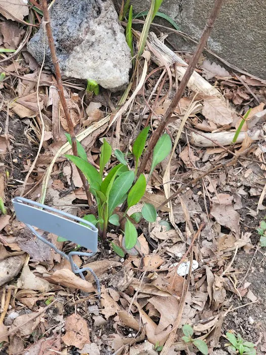 Isham Park Monarch Waystation and Pollinator Garden Picture 6