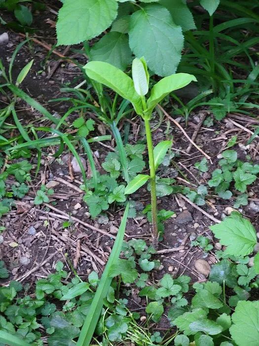 Isham Park Monarch Waystation and Pollinator Garden Picture 5
