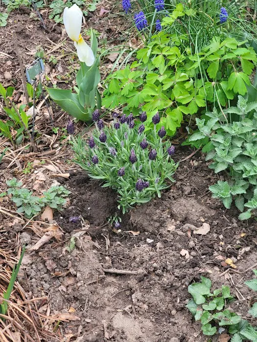 Isham Park Monarch Waystation and Pollinator Garden Picture 7